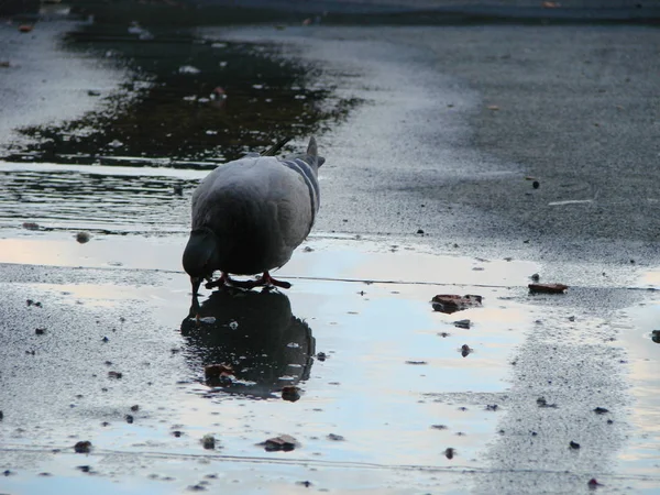 Pigeon drinking water on street , reflection — Stock Photo, Image