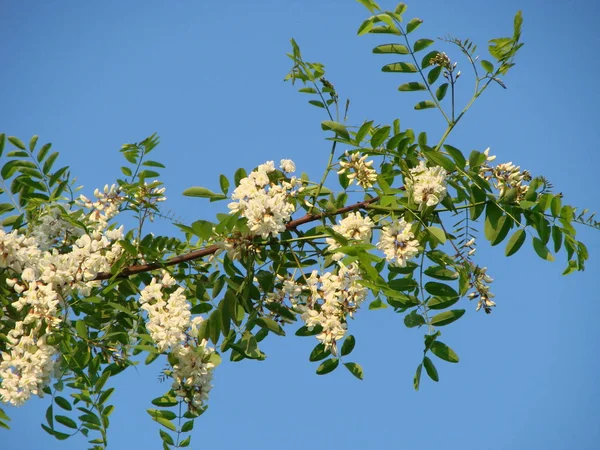 Acacia tree flowers blooming in the spring. Acacia flowers branch