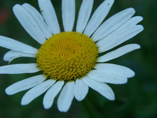 Campo de camomila florescente, Flores de camomila . — Fotografia de Stock