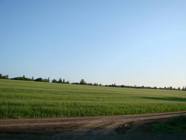 Barbas de trigo. Campo de trigo manhã nascer do sol e sol — Fotografia de Stock