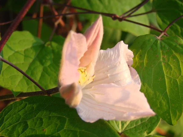 Πρόσθιο κοντινό κομμάτι ενός όμορφου λουλουδιού Κλίμσου Μοντάνα Ρούμπενς με ανοιχτό ροζ και λευκό πέταλο — Φωτογραφία Αρχείου