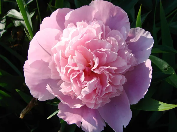 Közeli fel a virágok Pink pünkösalik. Gyönyörű pünkösdi rózsa virág a katalógus vagy online áruház. Floral Shop koncepció. Gyönyörű, frissen vágott csokor. — Stock Fotó
