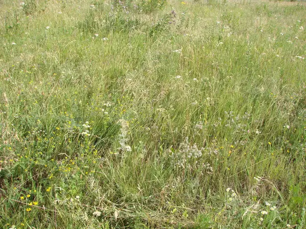 Sahada gündoğumu sırasında çimen. Yaz aylarında tarım peyzaj — Stok fotoğraf