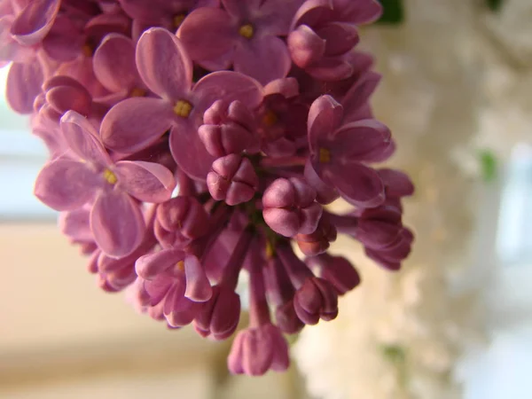 Макрозображення весняних бузкових фіолетових квітів, абстрактний квітковий фон — стокове фото