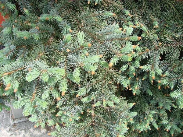 Fichtenzweig. Schöner Fichtenzweig mit Nadeln. Weihnachtsbaum in der Natur. Grüne Fichte. — Stockfoto