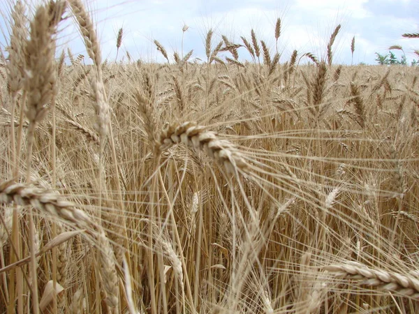 Campo de trigo. Orejas de trigo dorado de cerca. Orejas de trigo sobre un fondo de cielo azul en el día de verano . — Foto de Stock