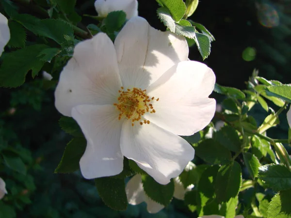 Beautiful fresh flowers of dog rose in the spring — Stock Photo, Image
