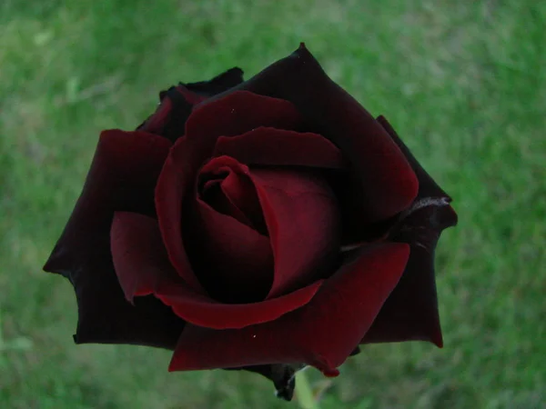 Οφθαλμός, λουλούδι της ποικιλίας ένα κόκκινο τριαντάφυλλο στο φόντο των πράσινο γρασίδι στην κήπου, άνοιξη, καλοκαίρι, διακοπές, — Φωτογραφία Αρχείου