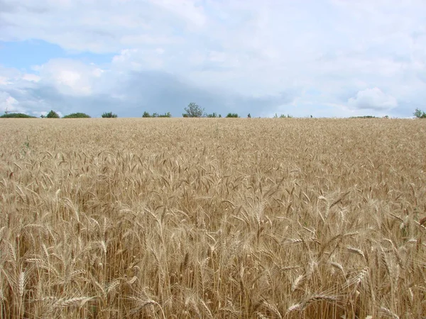 小麦畑を通る田舎道。夏のイエロー大麦畑。農業の季節、収穫の時期。日没の日の出のカラフルなドラマチックな空. — ストック写真
