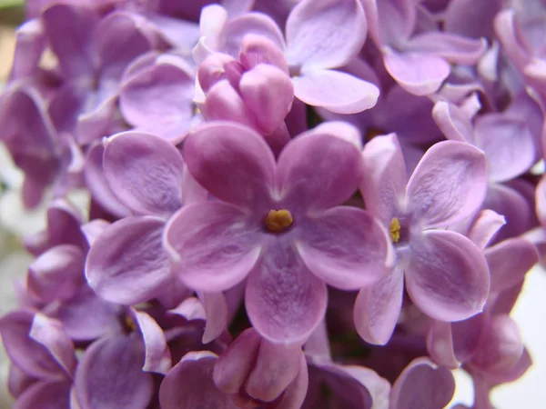 Concept of leader,or differentiation.Purple lilac flowers as a background — Stock Photo, Image