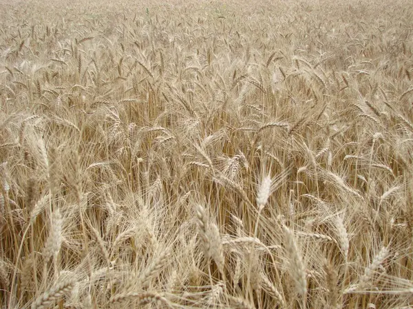 Strada rurale di campagna attraverso il campo di grano. Campo di orzo giallo in estate. Stagione agricola, tempo di vendemmia. Cielo colorato drammatico all'alba . — Foto Stock