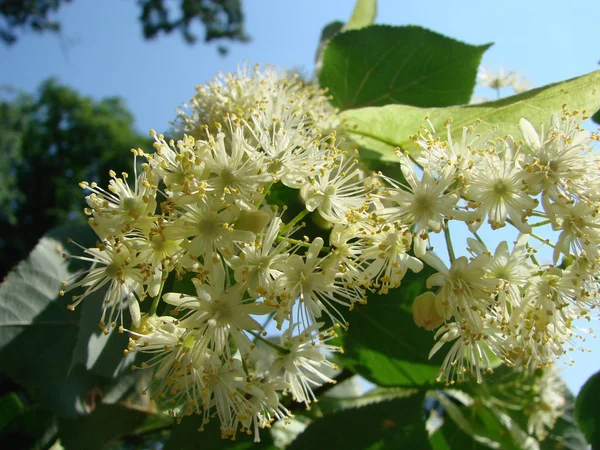 Λουλούδια Της Άνθησης Δέντρο Φλαμουριά Που Χρησιμοποιούνται Για Φαρμακείο Φαρμακείο — Φωτογραφία Αρχείου