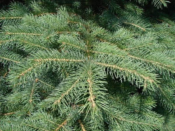 Picea azul, abeto verde, abeto azul, con nombre científico Picea pungens, es una especie de abeto . —  Fotos de Stock