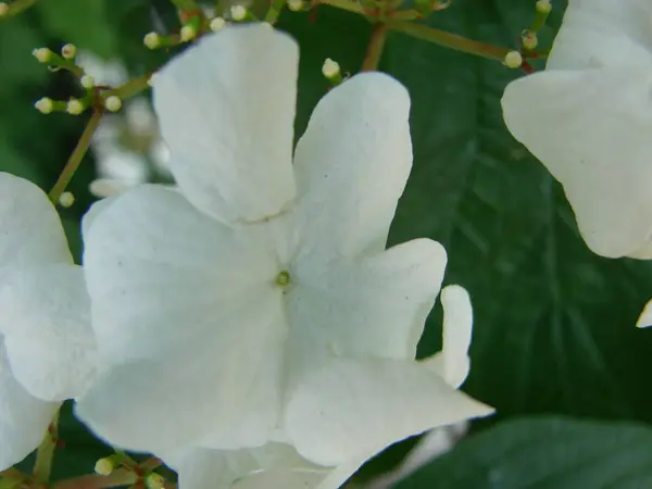 Flowering hydrangea with beautiful white flowers blooming. Close up Hydrangea Flower, pastel color. banner. copy space — Stock Photo, Image