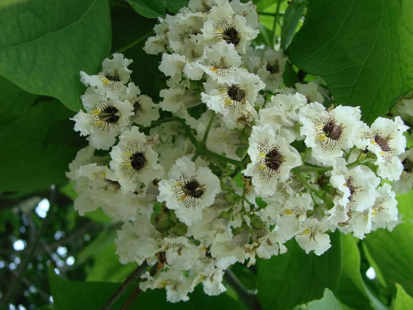 Λευκό καστανό άνθος με μικροσκοπικά τρυφερά λουλούδια και πράσινα φύλλα φόντο. — Φωτογραφία Αρχείου