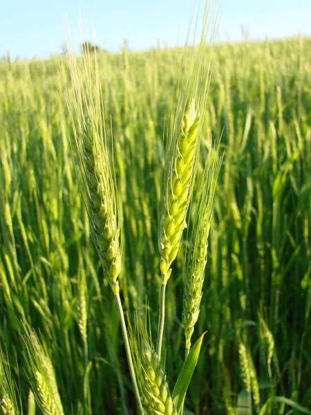 Barbas de trigo. Campo de trigo manhã nascer do sol e sol — Fotografia de Stock