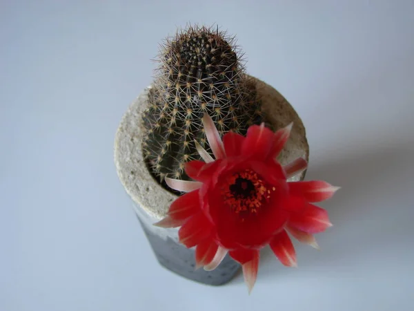 Cactus avec de grandes fleurs rouges isolées sur blanc — Photo