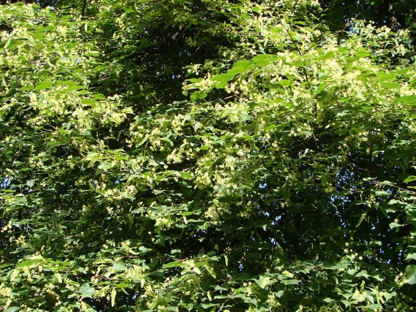 黙示録 自然医学と癒しのハーブティーに使用される開花木リンデン木材の花 春の自然を背景に咲くリンデンやライムの木 — ストック写真