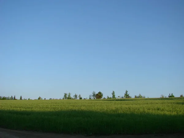 Barbas de trigo. Campo de trigo manhã nascer do sol e sol — Fotografia de Stock