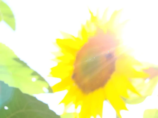 Соняшники ростуть у полі влітку на тлі блакитного неба. Крупним планом — стокове фото