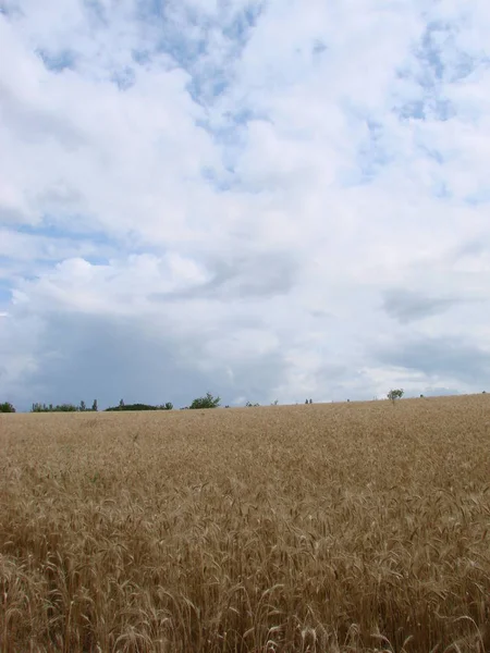Venkovská venkovská cesta přes pšeničný pole. Žluté pole ječmene v létě. Zemědělská sezóna, doba sklizně. Barevná dramatická obloha při západu slunce. — Stock fotografie