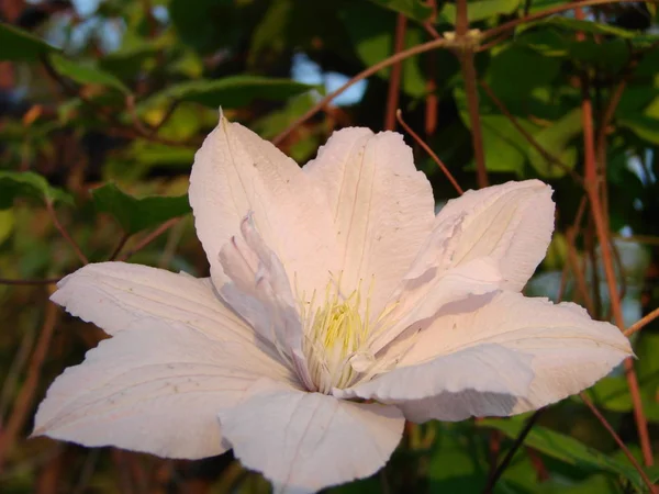 Frontal close-up of a beautiful Clematis Montana Rubens flower with light pink and white petals — Stock Photo, Image