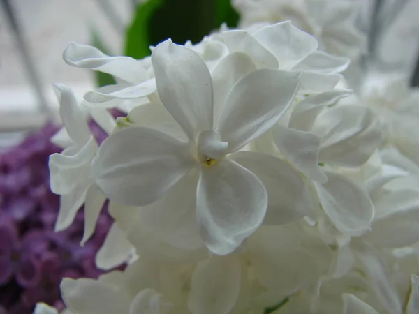 Blanco lila. Una rama de macro lila blanca floreciente. Flor de primavera — Foto de Stock