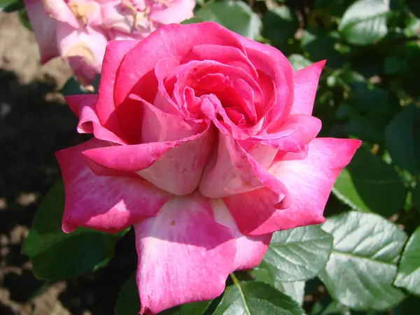 Knospe, Blume einer roten Sorte Rose auf dem Hintergrund von grünem Gras im Garten, Frühling, Sommer, — Stockfoto