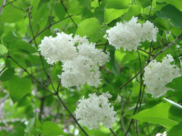 White lilac blossom branch spring. Spring blooming white lilac flowers. — Stock Photo, Image