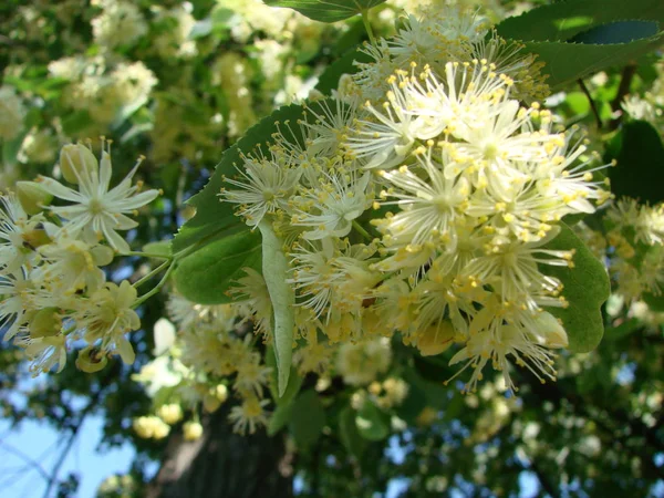 Blüten Aus Blühendem Lindenholz Die Für Apotheke Apotheke Naturheilkunde Und — Stockfoto