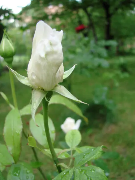 Bud, flower of white varietal rose on the background of green grass in the garden, spring, summer, holiday, — Stock Photo, Image