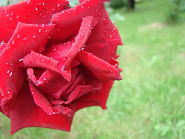 Knospe, Blume einer roten Sorte Rose auf dem Hintergrund von grünem Gras im Garten, Frühling, Sommer, — Stockfoto