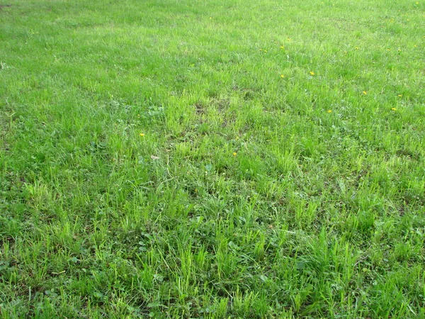 Couper la bande d'herbe verte. tondre la pelouse . — Photo