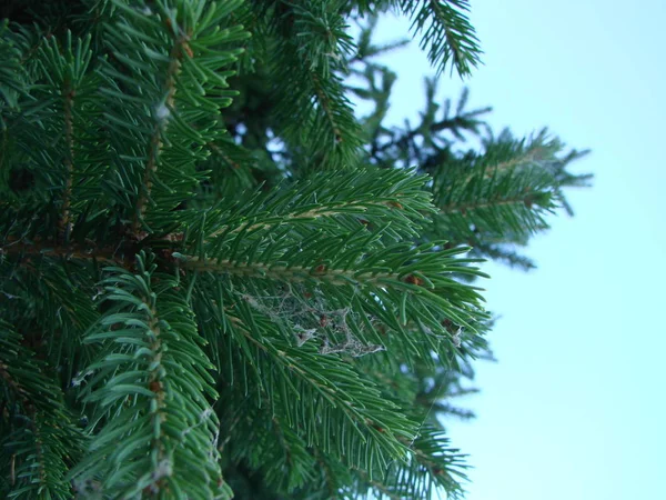 Épinette branches vertes d'épinette avec des cônes contre le ciel bleu — Photo