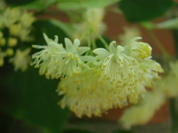 Fleurs de tilleul d'arbre en fleurs, utilisées pour la pharmacie, l'apothicaire, la médecine naturelle et les tisanes curatives . — Photo