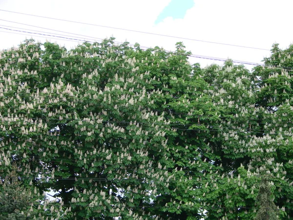 Cheval de châtaignier en fleurs. Bouquets blancs de fleurs de châtaignier sur fond bleu ciel — Photo