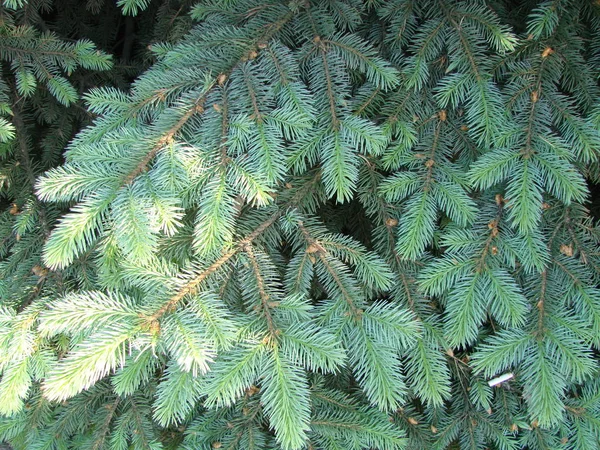 Blaufichte Grünfichte Blaufichte Mit Dem Wissenschaftlichen Namen Picea Pungens Ist — Stockfoto