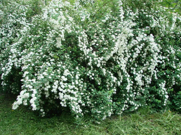 Små, vita blommor i överdådiga kluster längs lummiga Spirea buske grenar. — Stockfoto