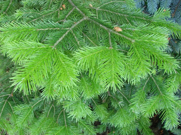 Branches of blue spruce on sky background, close-up macro — Stock Photo, Image