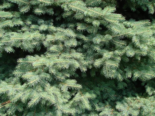 Kék lucfenyő, zöld lucfenyő, kék fenyő, tudományos név Picea pungens a faj lucfenyő. — Stock Fotó