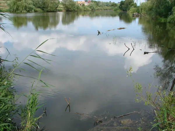 Lago estivo vicino alla foresta con alberi . — Foto Stock