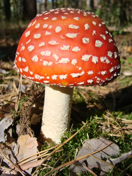 Токсичні і галюциноген гриб літати Agic в траві на осінній ліс фону. — стокове фото