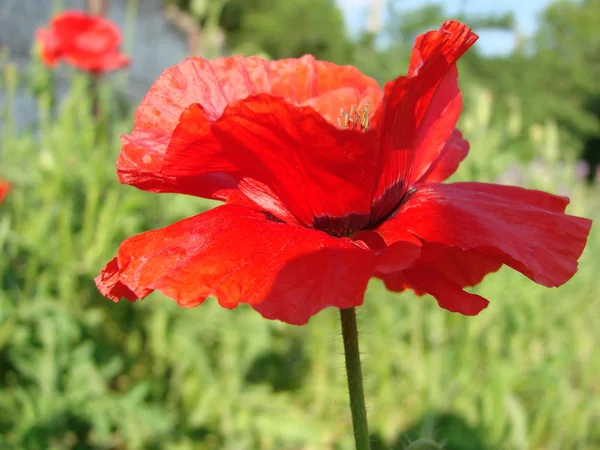Красные Цветы Мака Поле Символ Дня Памяти Светлый Цветок — стоковое фото