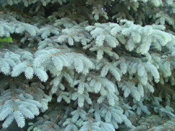 Kék Lucfenyő Zöld Lucfenyő Kék Fenyő Picea Pungens Tudományos Névvel — Stock Fotó