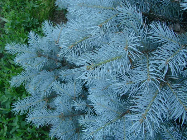 青いスプルース 緑のスプルース 青いスプルース 科学名ピクシアパンゲンで スプルースの木の種です — ストック写真