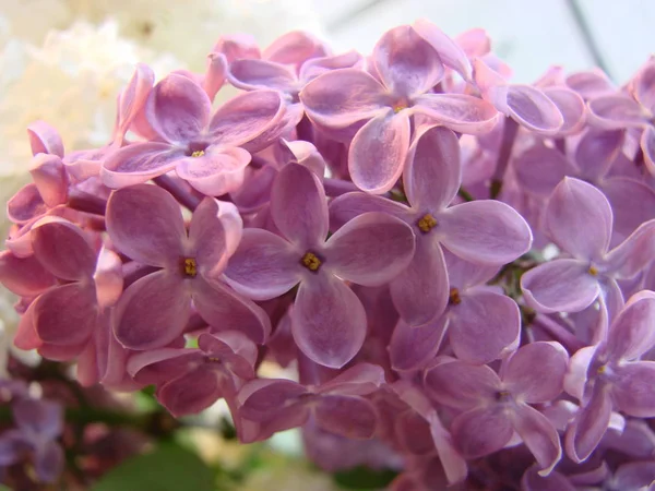 Macro image of spring lilac violet flowers, abstract floral background — Stock Photo, Image