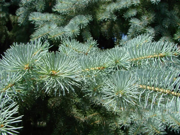 Branches of blue spruce on sky background, close-up macro — Stock Photo, Image