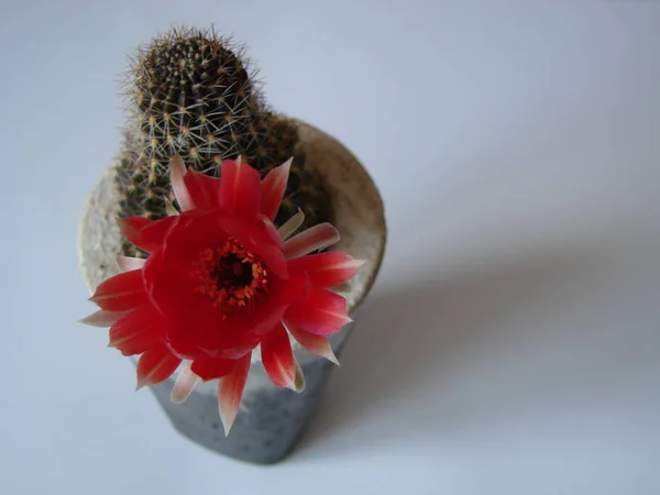 Kaktus mit großen roten Blüten isoliert auf weiß — Stockfoto