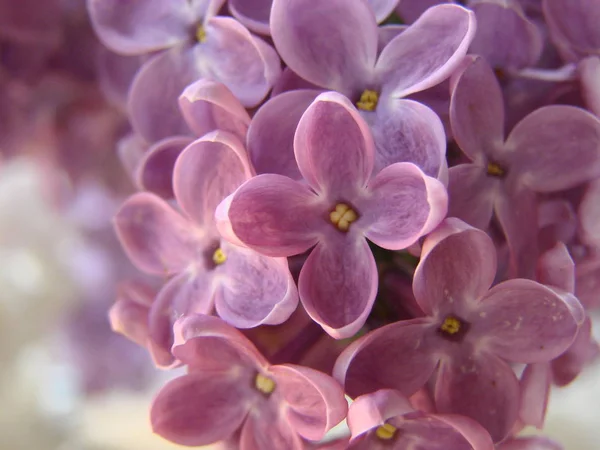 Macro image of spring lilac violet flowers, abstract floral background — Stock Photo, Image