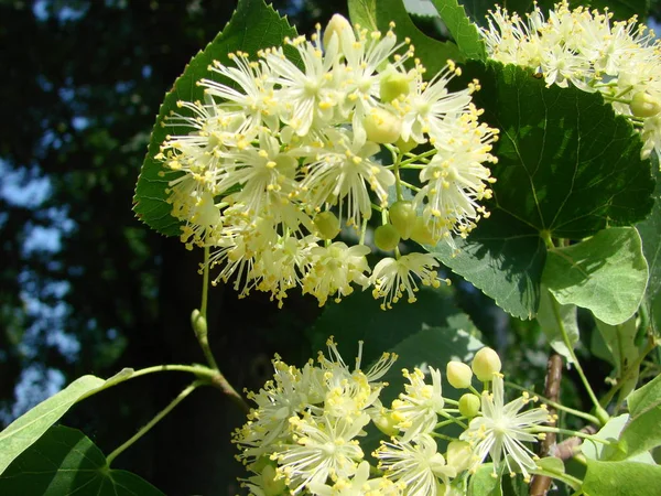 黙示録 自然医学と癒しのハーブティーに使用される開花木リンデン木材の花 春の自然を背景に咲くリンデンやライムの木 — ストック写真